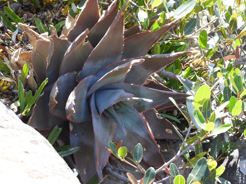 Aloe laeta photo 8