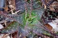 Aloe lateritia