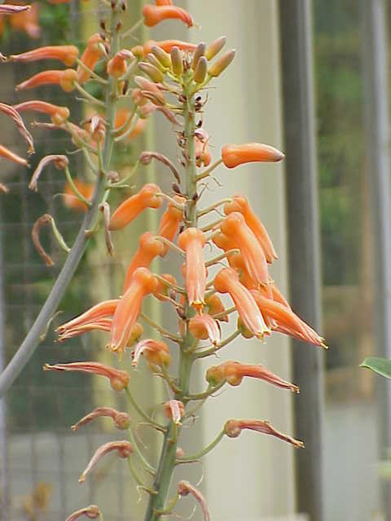Aloe lateritia photo 2