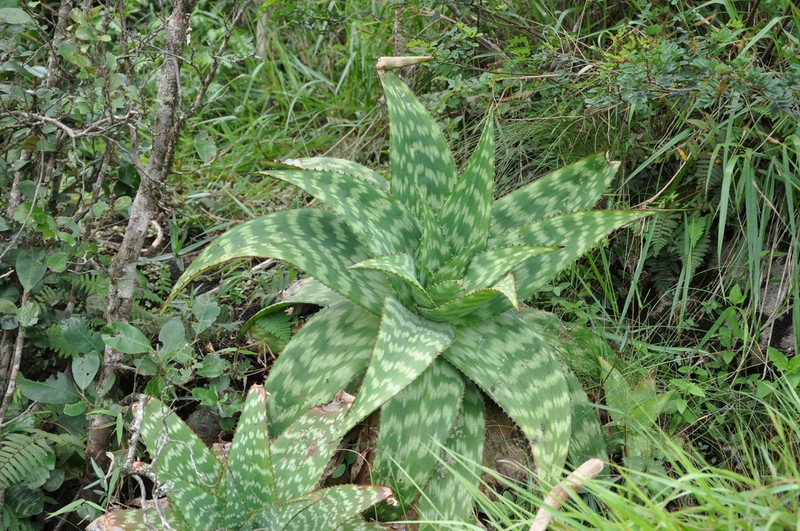 Aloe lateritia photo 3
