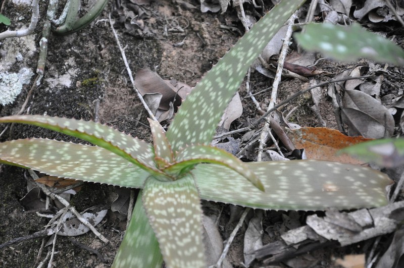 Aloe lateritia photo 4