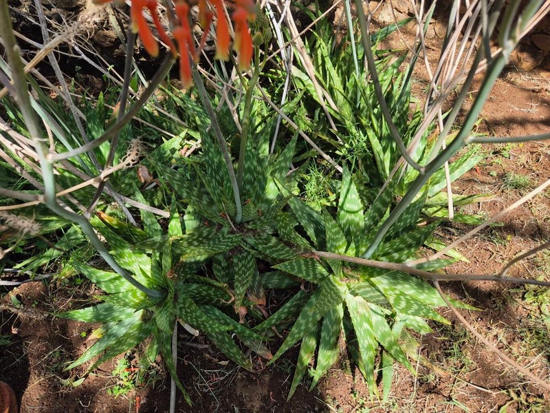 Aloe lateritia photo 5