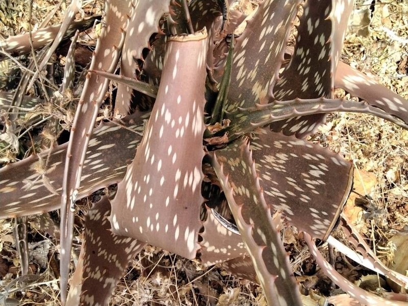 Aloe lateritia photo 6