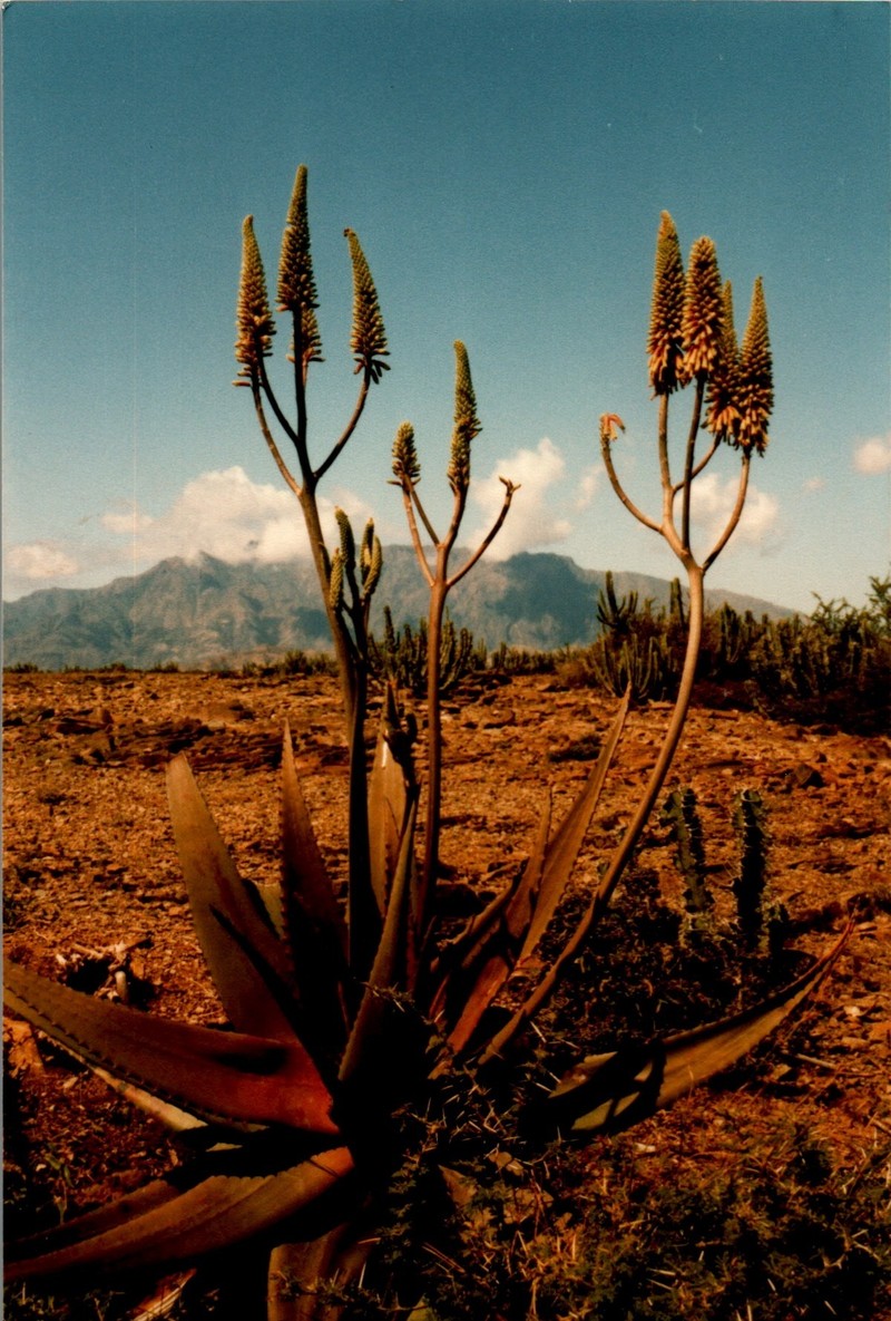Aloe lavranosii photo 2