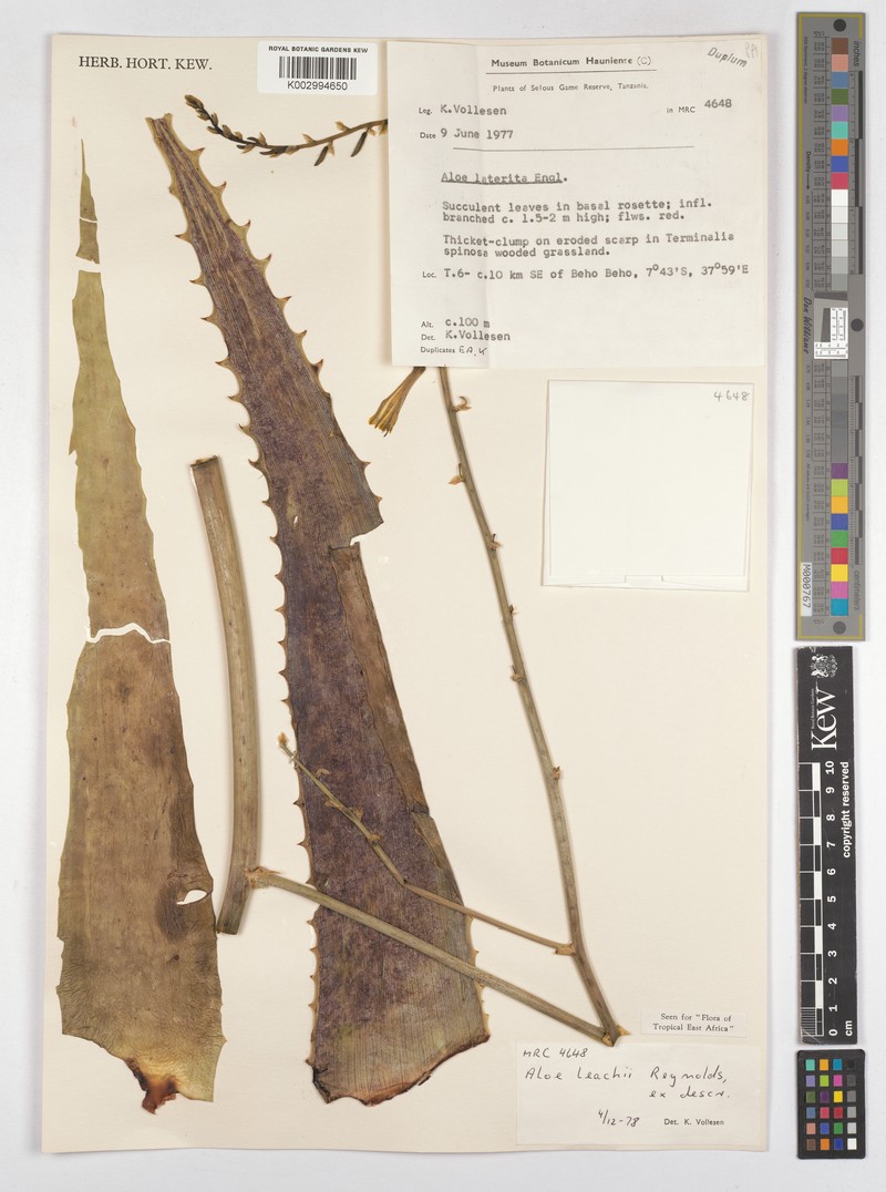 Aloe leachii