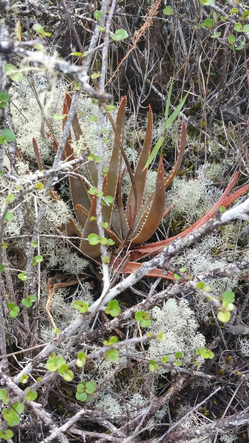 Aloe leandrii