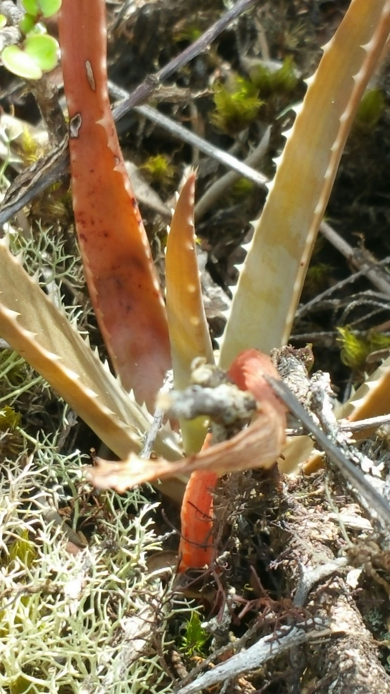 Aloe leandrii photo 2