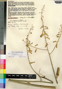 Aloe lensayuensis