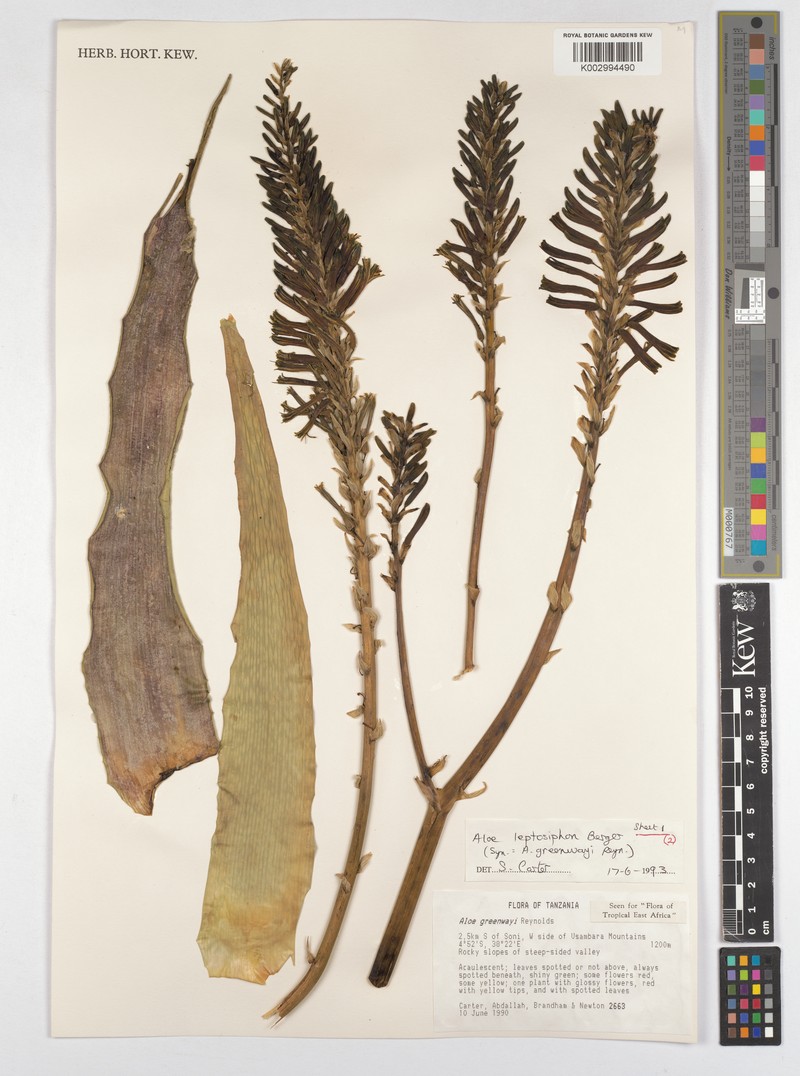 Aloe leptosiphon