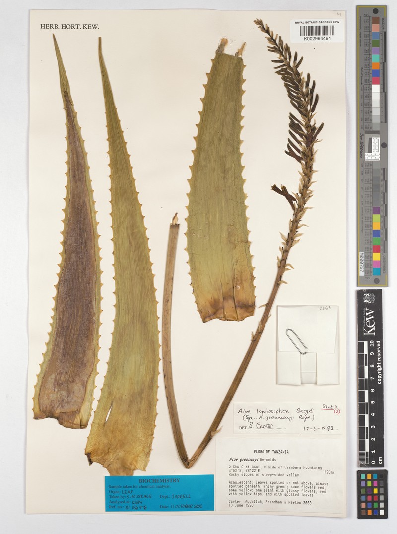 Aloe leptosiphon photo 2