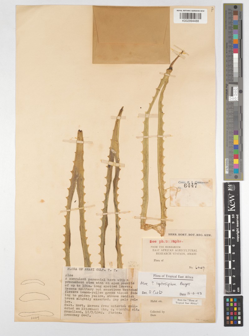 Aloe leptosiphon photo 3