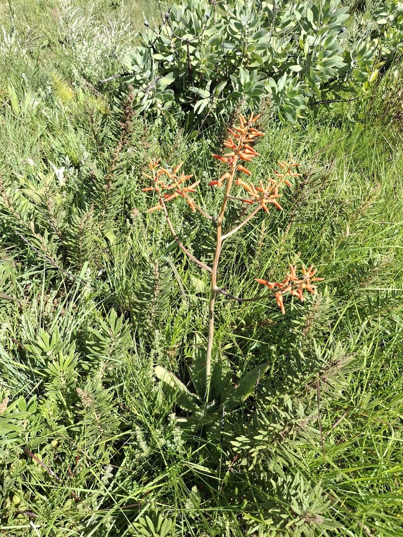 Aloe lettyae