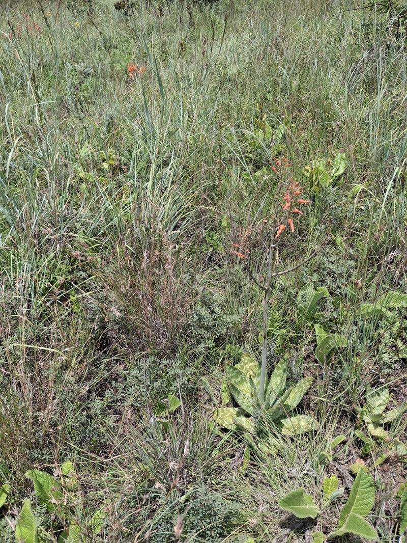 Aloe lettyae photo 2