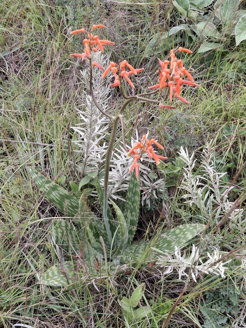 Aloe lettyae photo 3