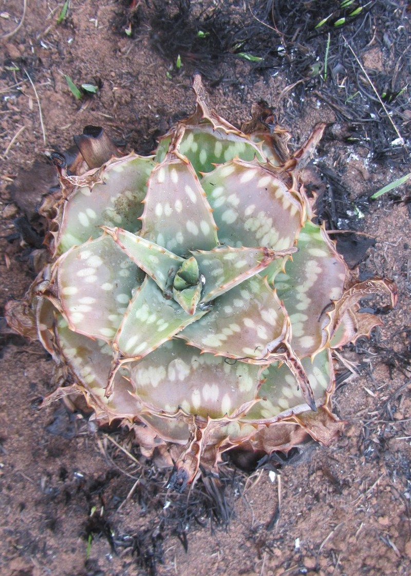 Aloe lettyae photo 5