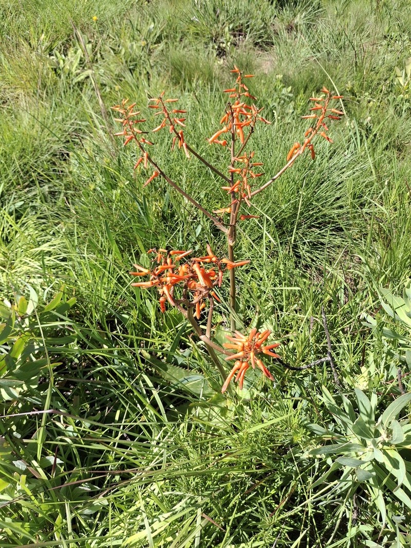 Aloe lettyae photo 6