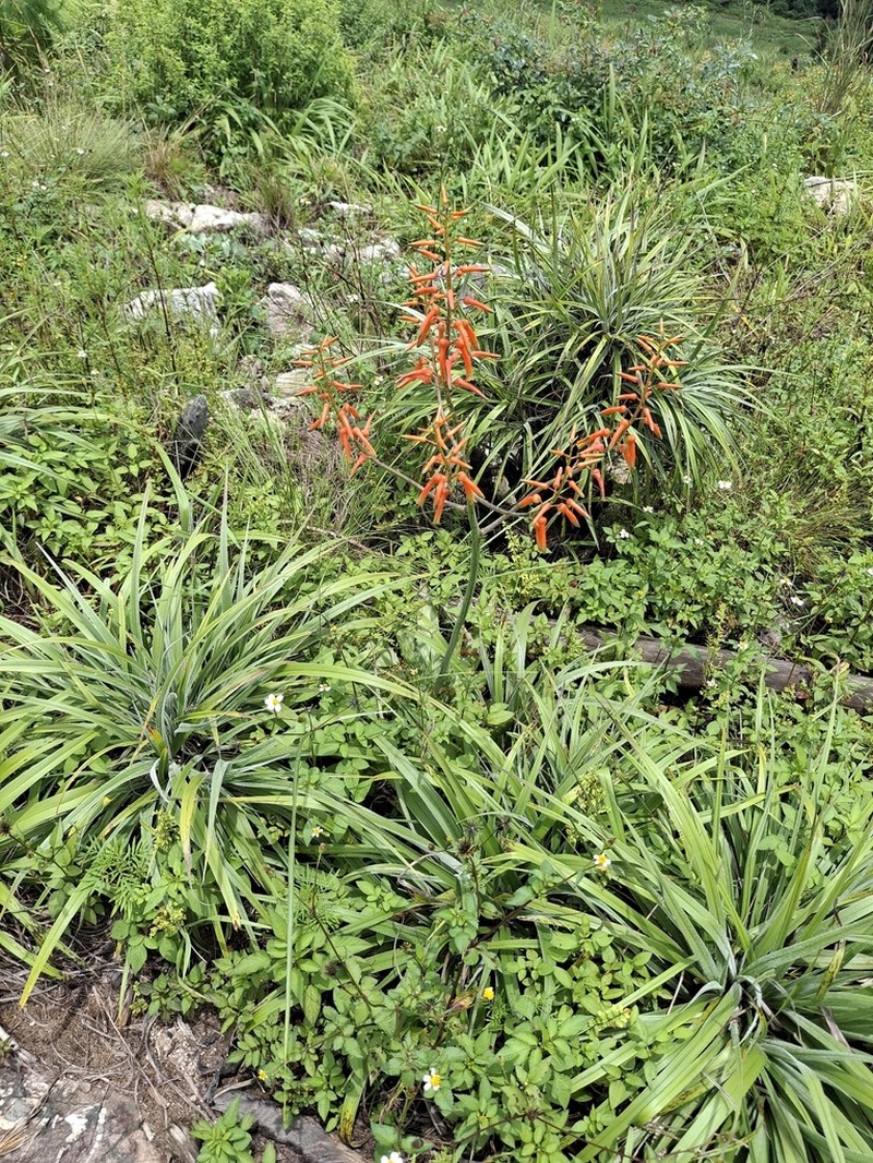 Aloe lettyae photo 8