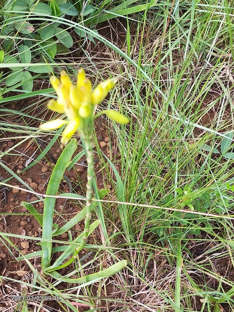 Aloe linearifolia photo 2