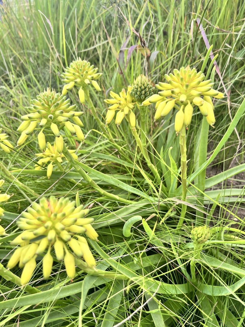 Aloe linearifolia photo 4