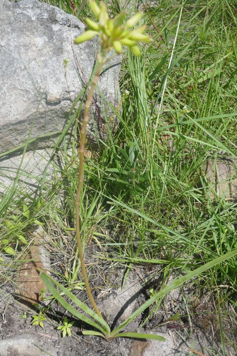 Aloe linearifolia photo 6