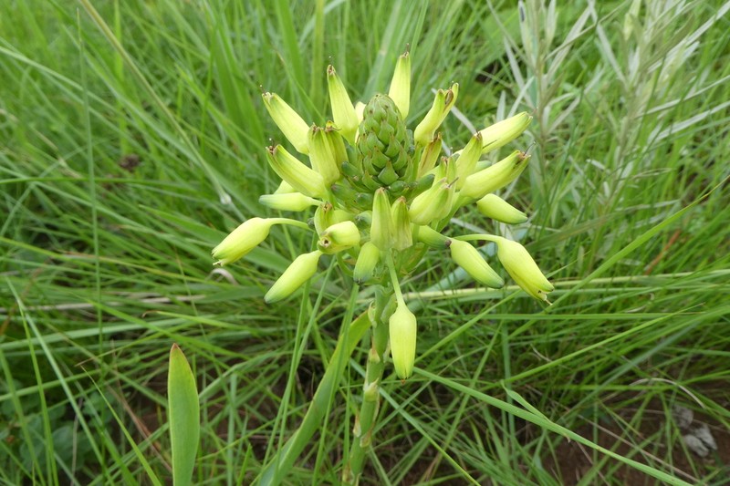 Aloe linearifolia photo 8