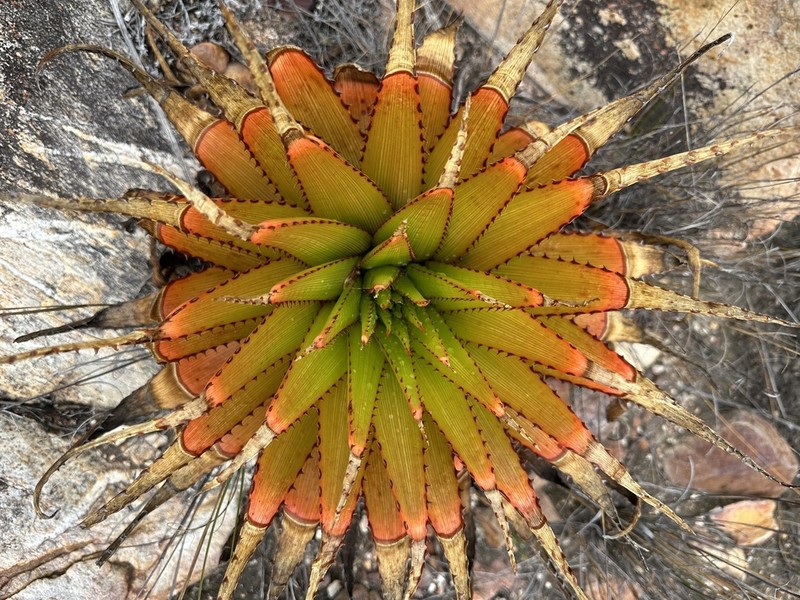 Aloe lineata