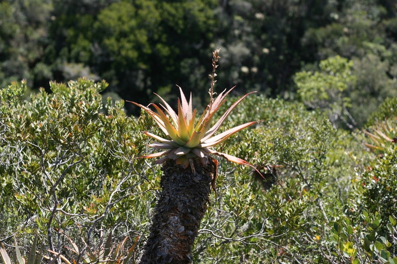 Aloe lineata photo 2