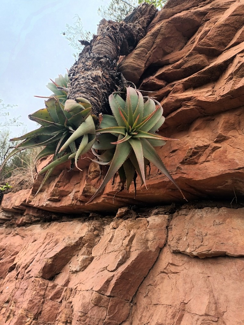 Aloe lineata photo 3