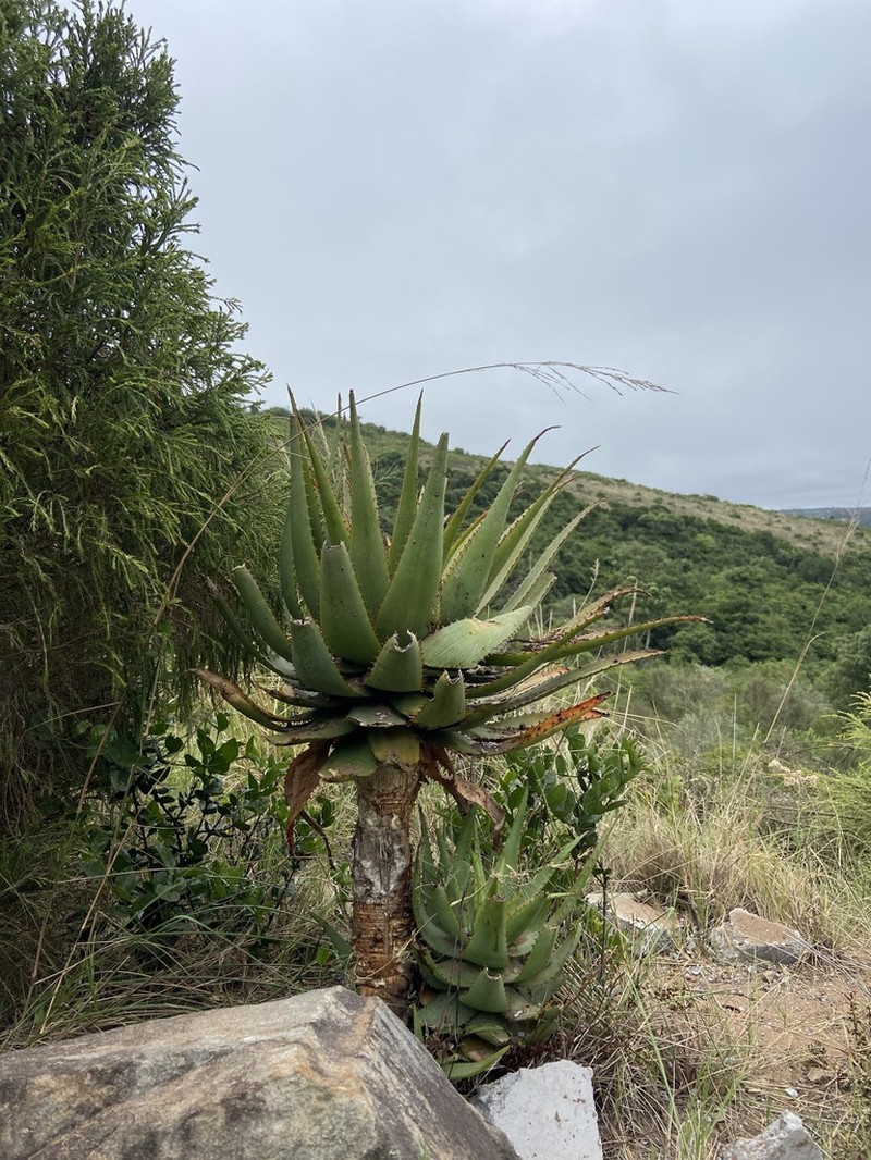 Aloe lineata photo 4
