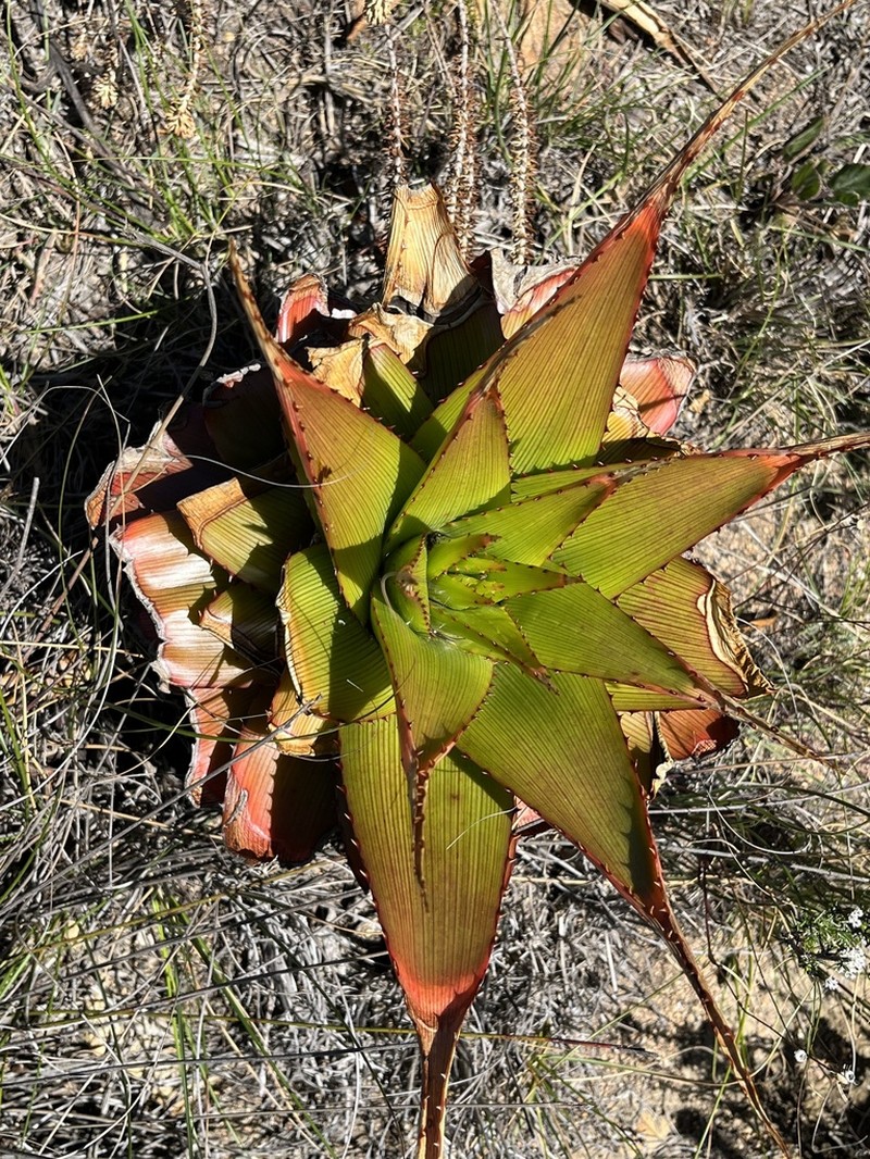 Aloe lineata photo 5