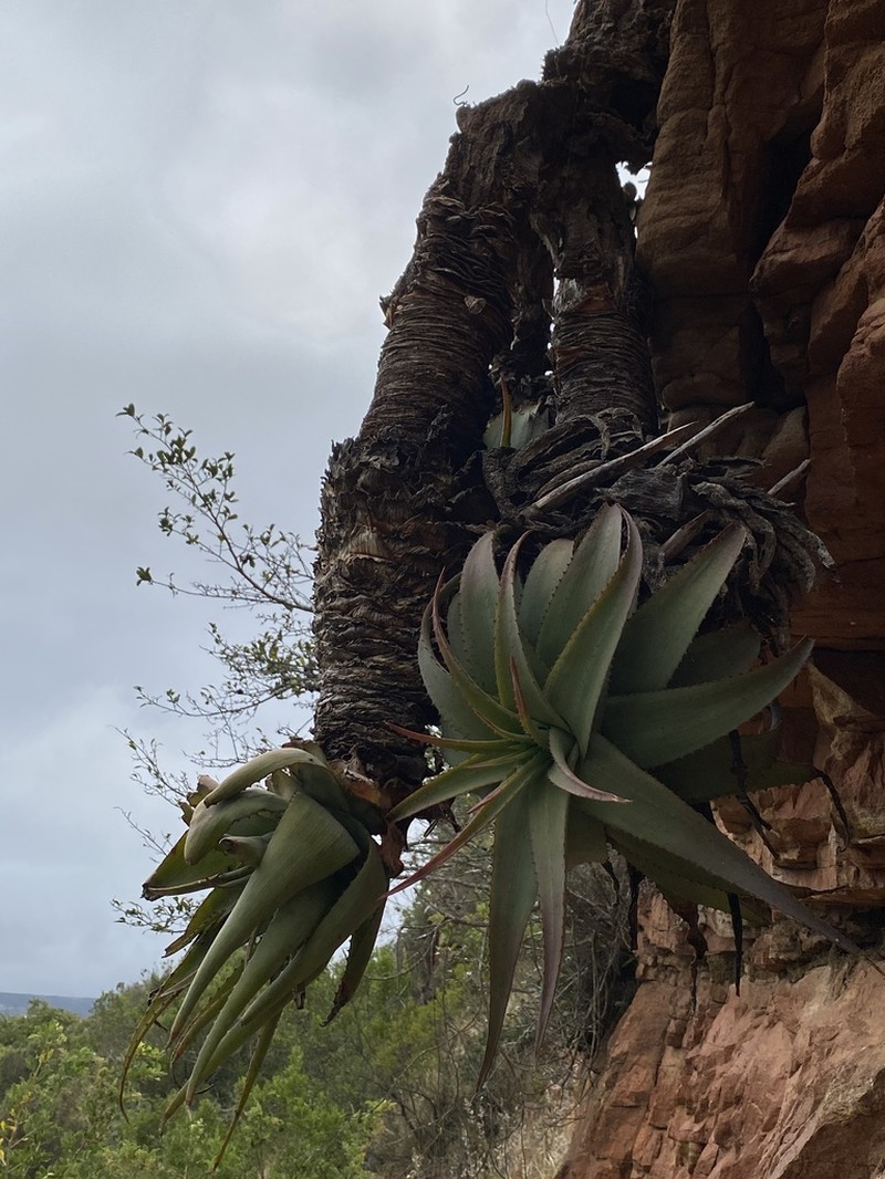 Aloe lineata photo 6