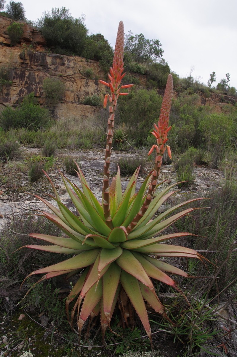 Aloe lineata photo 7