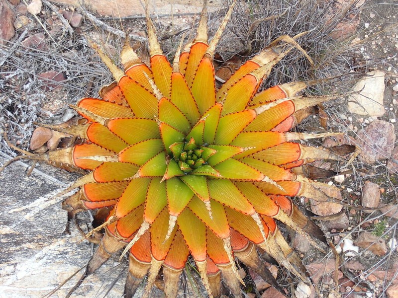 Aloe lineata photo 8