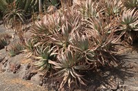 Aloe littoralis