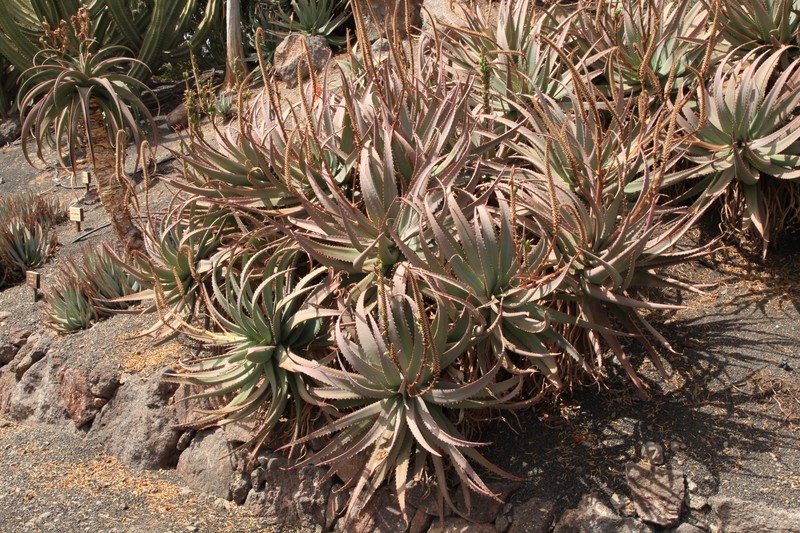 Aloe littoralis