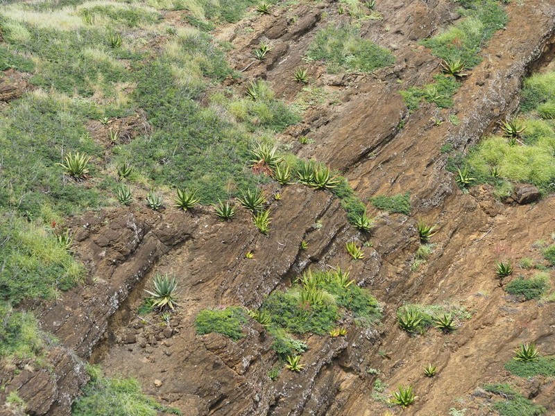Aloe littoralis photo 2