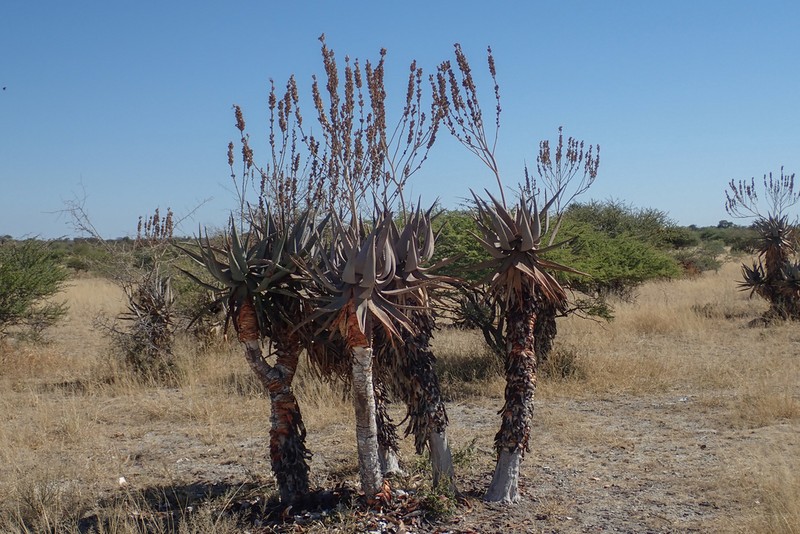 Aloe littoralis photo 3