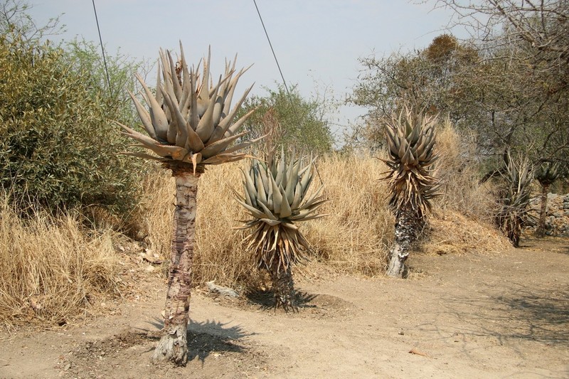 Aloe littoralis photo 4