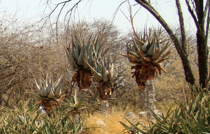 Aloe littoralis photo 5