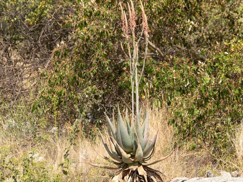 Aloe littoralis photo 6
