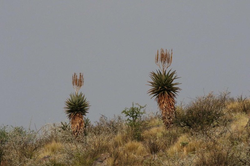 Aloe littoralis photo 7