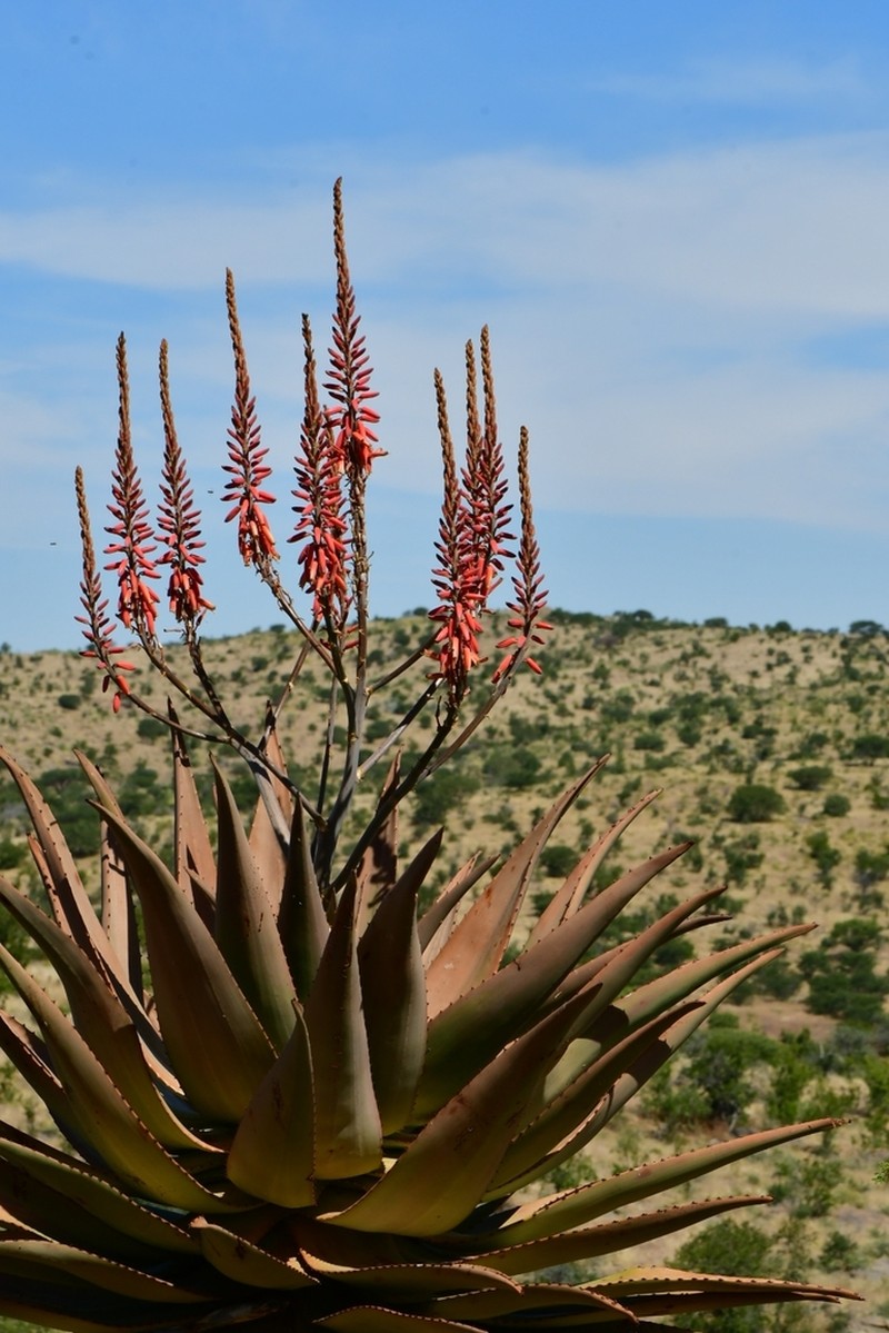 Aloe littoralis photo 8