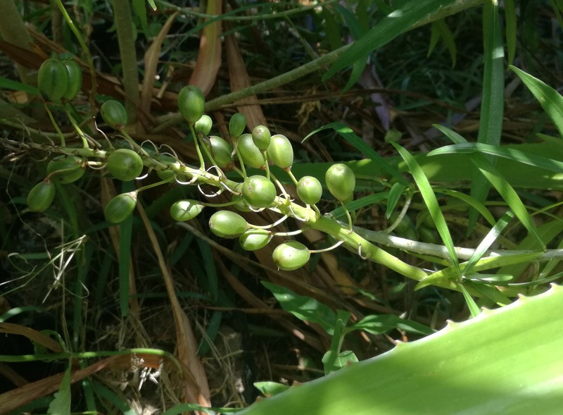 Aloe lomatophylloides photo 2