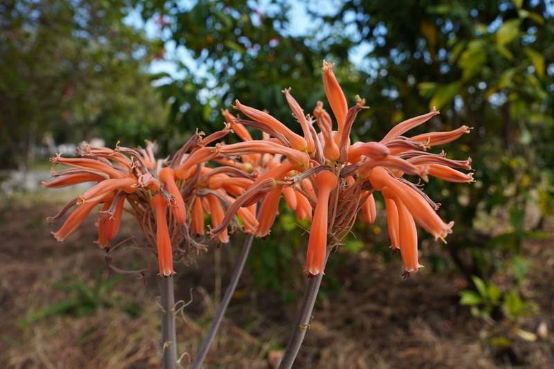 Aloe lomatophylloides photo 3