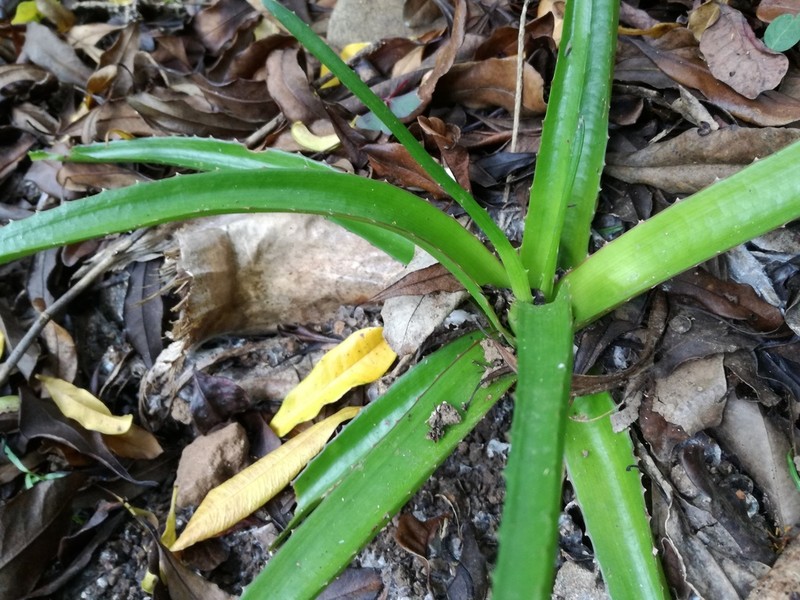 Aloe lomatophylloides photo 4