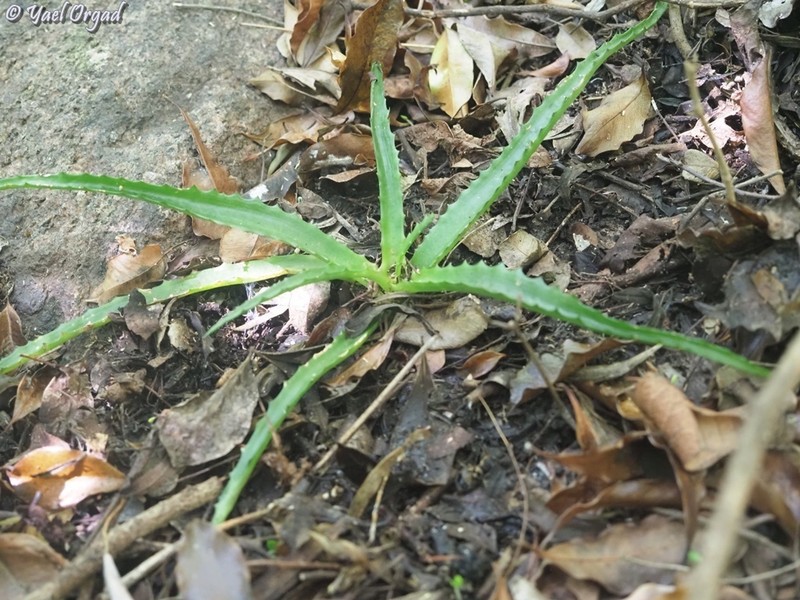 Aloe lomatophylloides photo 5