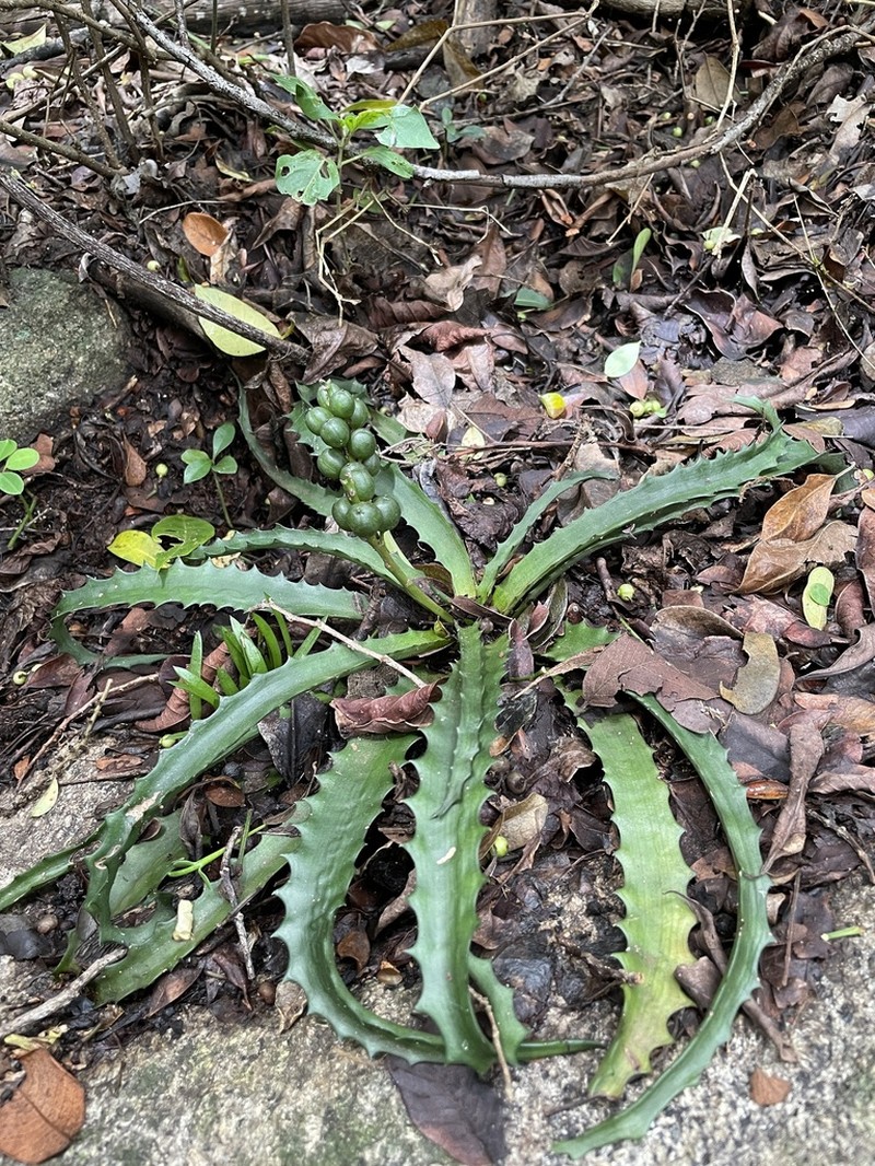 Aloe lomatophylloides photo 6