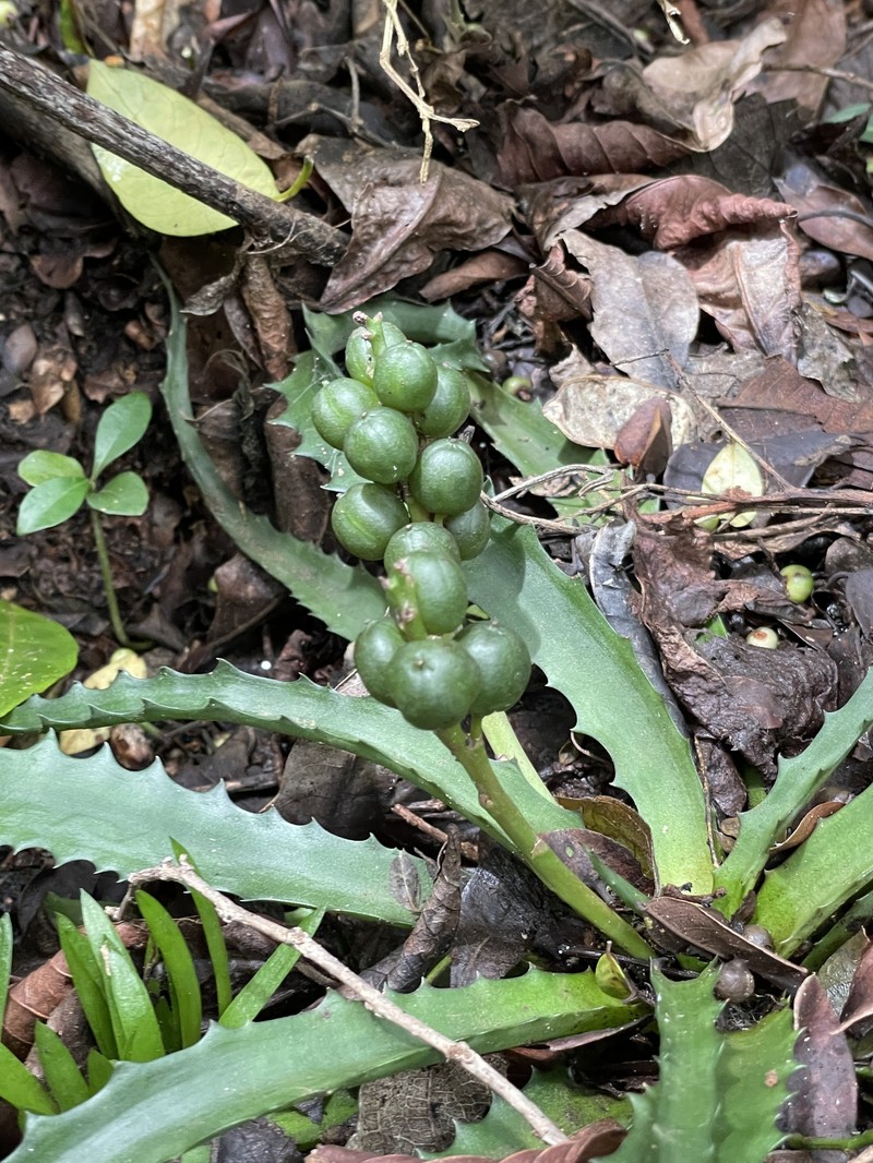 Aloe lomatophylloides photo 8