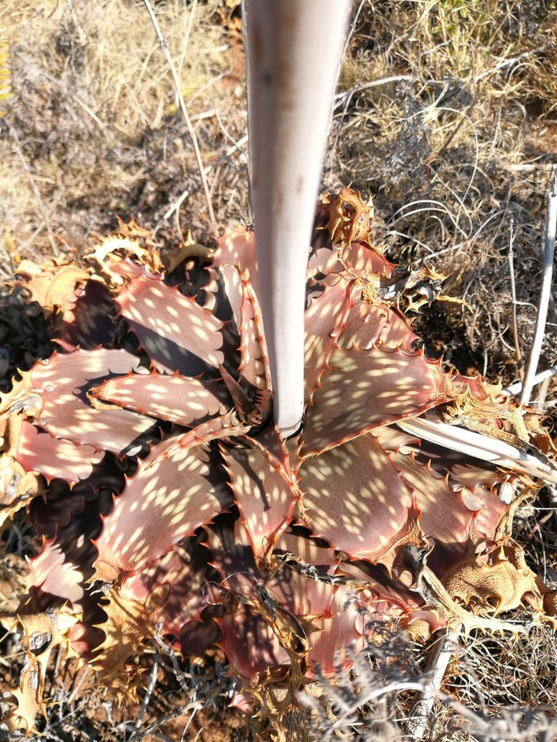 Aloe longibracteata