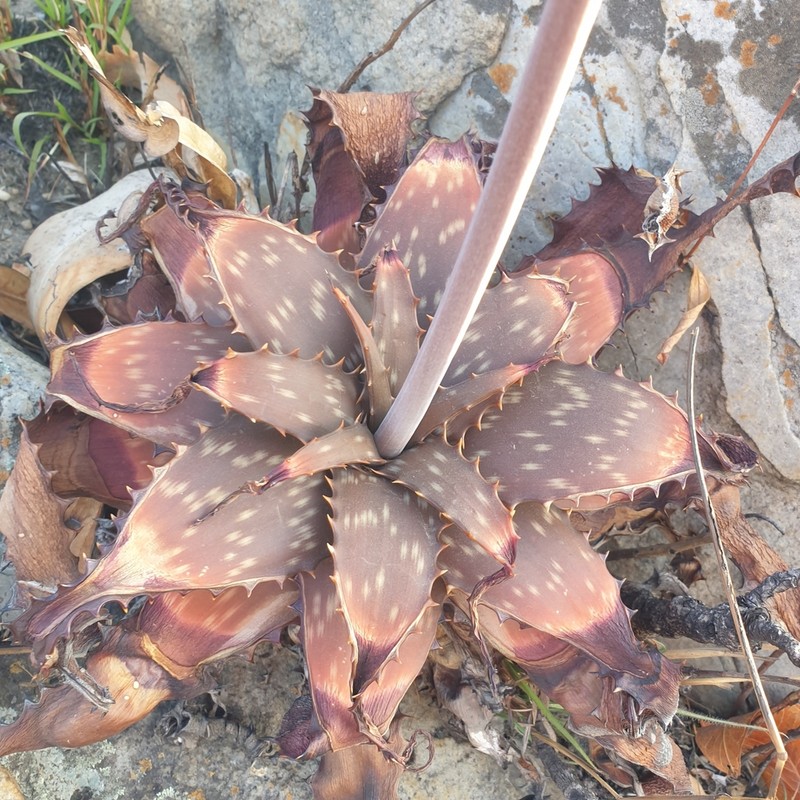 Aloe longibracteata photo 2